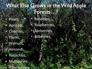 Pears, Apricots, Cherries, Plums, Walnuts, Almonds, Pistachios, Mulberries, Hawthornes, Rosehips, Raspberries, Barberries, Bilberries, 