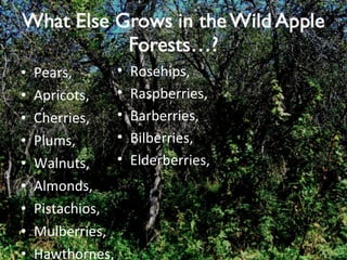 Pears, Apricots, Cherries, Plums, Walnuts, Almonds, Pistachios, Mulberries, Hawthornes, Rosehips, Raspberries, Barberries, Bilberries, Elderberries, 