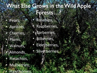 Pears, Apricots, Cherries, Plums, Walnuts, Almonds, Pistachios, Mulberries, Hawthornes, Rosehips, Raspberries, Barberries, Bilberries, Elderberries, Silverberries, 