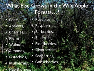 Pears, Apricots, Cherries, Plums, Walnuts, Almonds, Pistachios, Mulberries, Hawthornes, Rosehips, Raspberries, Barberries, Bilberries, Elderberries, Silverberries, Seaberries, Gooseberries, 