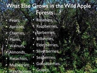 Pears, Apricots, Cherries, Plums, Walnuts, Almonds, Pistachios, Mulberries, Hawthornes, Rosehips, Raspberries, Barberries, Bilberries, Elderberries, Silverberries, Seaberries, Gooseberries, Grapes, 