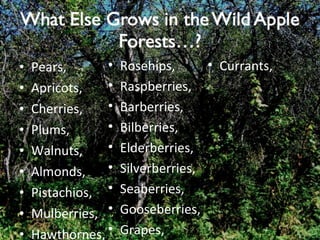 Pears, Apricots, Cherries, Plums, Walnuts, Almonds, Pistachios, Mulberries, Hawthornes, Rosehips, Raspberries, Barberries, Bilberries, Elderberries, Silverberries, Seaberries, Gooseberries, Grapes, Currants, 