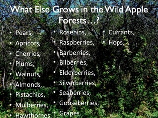 Pears, Apricots, Cherries, Plums, Walnuts, Almonds, Pistachios, Mulberries, Hawthornes, Rosehips, Raspberries, Barberries, Bilberries, Elderberries, Silverberries, Seaberries, Gooseberries, Grapes, Currants, Hops, 