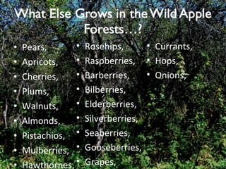 Pears, Apricots, Cherries, Plums, Walnuts, Almonds, Pistachios, Mulberries, Hawthornes, Rosehips, Raspberries, Barberries, Bilberries, Elderberries, Silverberries, Seaberries, Gooseberries, Grapes, Currants, Hops, Onions, 