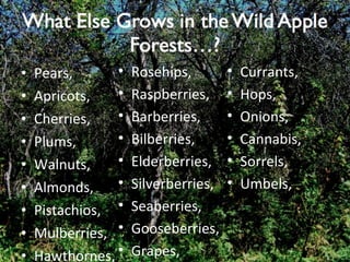 Pears, Apricots, Cherries, Plums, Walnuts, Almonds, Pistachios, Mulberries, Hawthornes, Rosehips, Raspberries, Barberries, Bilberries, Elderberries, Silverberries, Seaberries, Gooseberries, Grapes, Currants, Hops, Onions, Cannabis, Sorrels, Umbels, 