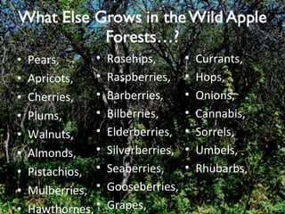 Pears, Apricots, Cherries, Plums, Walnuts, Almonds, Pistachios, Mulberries, Hawthornes, Rosehips, Raspberries, Barberries, Bilberries, Elderberries, Silverberries, Seaberries, Gooseberries, Grapes, Currants, Hops, Onions, Cannabis, Sorrels, Umbels, Rhubarbs, 