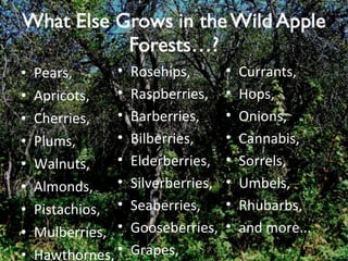 Pears, Apricots, Cherries, Plums, Walnuts, Almonds, Pistachios, Mulberries, Hawthornes, Rosehips, Raspberries, Barberries, Bilberries, Elderberries, Silverberries, Seaberries, Gooseberries, Grapes, Currants, Hops, Onions, Cannabis, Sorrels, Umbels, Rhubarbs, and more... 