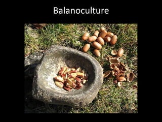 Balanoculture 
