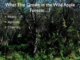 Pears, Apricots, Cherries, 