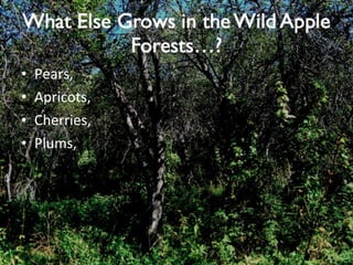 Pears, Apricots, Cherries, Plums, 