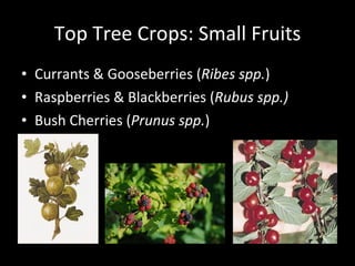 Tree Crops & Agroforestry - Young Farmers 09 | PPT