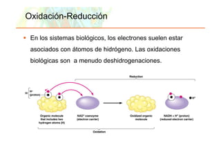 Oxidación-Reducción

      En los sistemas biológicos, los electrones suelen estar
      asociados con átomos de hidrógeno. Las oxidaciones
      biológicas son a menudo deshidrogenaciones.
                              deshidrogenaciones




Copyright © 2006 Pearson Education, Inc., publishing as Benjamin Cummings
 