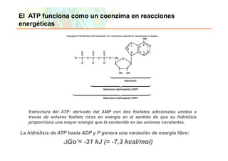 El ATP funciona como un coenzima en reacciones
energéticas




     Estructura del ATP: derivado del AMP con dos fosfatos adicionales unidos a
     través de enlaces fosfato ricos en energía en el sentido de que su hidrólisis
     proporciona una mayor energía que la contenida en las uniones covalentes.

La hidrólisis de ATP hasta ADP y P g
                                   genera una variación de energía libre:
                                                               g
                                ΔGo'= -31 kJ (= -7,3 kcal/mol)
 Copyright © 2006 Pearson Education, Inc., publishing as Benjamin Cummings
 