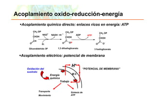 Acoplamiento oxido-reducción-energía
      Acoplamiento químico directo: enlaces ricos en energía: ATP
                    CH2 OP                               CH2 OP                           CH2 OP
                              NAD+      NADH +H      +
                                                                     ADP       ATP
                    CHOH                                 CHOH                             CHOH
                    CH                                   C                                C
                O                                    O       OP                               O
                                                                                                  -
                              Pi                                                      O

               Gliceraldehido 3P                1,3 difosfoglicerato                 3 fosfoglicerato


     Acoplamiento eléctrico: potencial de membrana
     A   l i t lé t i          t   i ld      b

                                                                H+
            Oxidación del                                                   “POTENCIAL DE MEMBRANA”
            sustrato
                                       Energía                  M.C
                                       q
                                       química
                                                  Trabajo


                          Transporte                           Síntesis de
                                                               Sí    i d
                          Movimiento                           ATP

Copyright © 2006 Pearson Education, Inc., publishing as Benjamin Cummings
 