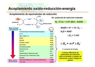 Acoplamiento oxido-reducción-energía
•Acoplamiento de equivalentes de reducción
                                                         BH 2
                                                                                Eo: potencial de reducción estándar
                                                                                    p
              AH 2                    NA D +
                                                            B
      Oxidación                                                                       H2    2 e- + 2 H+ (Eo= - 0,42V)
               A                     NA DH +H
                                                +           CH 2 Reducciones

                                                     C
Mejor donador                                                                               NADH + H+ + 1/2 O2 →
de electrones Par                                                        E0 '   (V)


                     Ferrodoxina(ox)/ Ferrodoxina(red)cloroplastos       -0,432             H2O + NAD+
                     H+ / H2                                             -0.420
                                                                          0 420
                     NAD+ / NADH + H+                                    -0.320                      ∆ E0’ = 1.14V
                     S0/H2S                                              -0.280
                     SO4/H2S                                             -0.220


                                                                                            ∆ Go = -n F ∆ E0’
                     Piruvato / Lactato                                  -0.180
                     S4O62-/S2O32-                                       +0.024
                     Fumarato/succinato                                  +0.03
                     Citocromo b oxi
                     Cit           i                                     +0.035
                                                                          0 035                F:
                                                                                               F constante de F d
                                                                                                     t t d Faraday
                     Fe3+/Fe2+                                           +0.2
                     Ubiquinona(ox) / Ubiquinona (red)                   +0.11
                                                                                               A mayor diferencia de
                                                                                             potenciales de reducción
                     Citocromo C (ox) / Citocromo C (red)                +0.250
                                                                                           entre el donador y aceptor de
                     NO3-/NO2-                                           +0.42
                                                                                           electrones, mayor energía se
Mejor aceptor     Citocromo Oxidasa (ox) / citocromo oxidasa (red)        +0.550                      genera
de electrones PearsonH2O
 Copyright © 2006 ½ O2 / Education, Inc., publishing as Benjamin Cummings +0.820
 