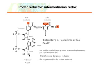 Poder reductor: intermediarios redox


                         NAD                                      NAD
                       (oxidado)                               (reducido)


                                                 2H (2H+2e-)
             Nicotinamida




                                  Ribosa


                                                           Estructura del coenzima redox
                                                           NAD+
                                                Adenina



                                  Ribosa
                                  Rib
                                                   Los piridin nucleótidos y otros intermediarios redox
                                                   (FAD+) funcionan en:
                                                   • Transferencia del poder reductor
                        Fosfato en:                • E l generación del poder reductor
                                                     En la      ió d l    d     d t
                            NADP+
Copyright © 2006 Pearson Education, Inc., publishing as Benjamin Cummings
 