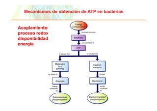 Mecanismos de obtención de ATP en bacterias


 Acoplamientos del
 proceso redox a la
 disponibilidad de
 energía
      í




Copyright © 2006 Pearson Education, Inc., publishing as Benjamin Cummings
 