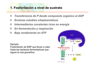 1. Fosforilación a nivel de sustrato

        Transferencia de P desde compuesto orgánico al ADP
        Enzimas solubles citoplasmáticas
        Intermediarios covalentes ricos en energía
        En fermentación y respiración
        Bajo rendimiento en ATP



 Ejemplo:
 Fosforilación de EMP que llevan a cabo
 todas las bacterias fermentadoras que
 siguen la ruta glucolítica



Copyright © 2006 Pearson Education, Inc., publishing as Benjamin Cummings
                                                                            22
 