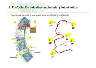2. Fosforilación oxidativa respiratoria y fotosintética

 Procesos unidos a la membrana: vectorial y orientado


                                                                            2     e-
                                                                            H+                   2
                                                                                                 H+
                                                                                  e-
                                                                                            2
                                                                        2                   H+
                                                                                                 2
                                                                        H+             e-        H+

                                                                                                 e-
                                                                             2
                                                                             H+

Copyright © 2006 Pearson Education, Inc., publishing as Benjamin Cummings
 