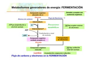 Metabolismos generadores de energía: FERMENTACIÓN
                                        Compuesto orgánico                                         Donador y aceptor son 
                                          (donador de e-)                                           sustancias orgánicas
                                                 Glucosa                     Flujo d El t
                                                                             Fl j de Electrones
                 Átomos de carbono
                                              Intermediario
ATP por fosforilación a                   P                                  Precursores          NO h aceptor externo
                                                                                                     hay      t     t
  nivel de sustrato                                                          metabólicos              de electrones
                                            Intermediario-P
                              ADP

                                                         Fosforilación a nivel
                           ATP                               de sustrato
                                        Compuesto orgánico                              Transportador
                                        o idado (aceptor e-)
                                        oxidado                                         de electrones
                                                  Piruvato


                                        Compuesto orgánico
                                        C      t     á i                                           NO h oxidación
                                                                                                       hay id ió
                                            reducido                                               total del sustrato
                         Lactico Acumulación compuestos reducidos
    Flujo de carbono y electrones en la FERMENTACIÓN    Ó
 Copyright © 2006 Pearson Education, Inc., publishing as Benjamin Cummings
 