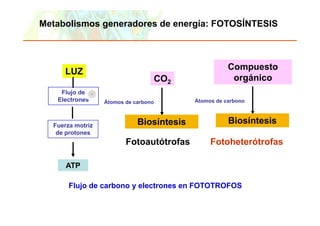 Metabolismos generadores de energía: FOTOSÍNTESIS



                                                                                       Compuesto
                  LUZ
                                                                   CO2                  orgánico
              Flujo de
             Electrones                Átomos de carbono                    Átomos de carbono



           Fuerza motriz                                  Biosíntesis                  Biosíntesis
            de protones
                                                   Fotoautótrofas
                                                   F t   tót f                   Fotoheterótrofas
                                                                                 F t h t ót f

                  ATP

                    Flujo de carbono y electrones en FOTOTROFOS


Copyright © 2006 Pearson Education, Inc., publishing as Benjamin Cummings
 