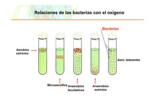 Relaciones de las bacterias con el oxígeno


                                                                                 Bacterias




Aerobios
estrictos

                                                                                         Aero-
                                                                                         Aero- tolerantes




                                    Microaerofilos Anaerobios               Anaerobios
                                                           facultativos      estrictos



Copyright © 2006 Pearson Education, Inc., publishing as Benjamin Cummings
 