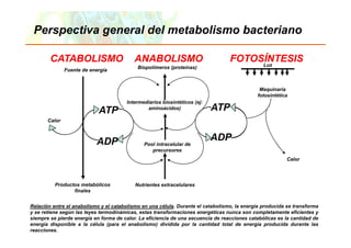 Perspectiva general del metabolismo bacteriano

        CATABOLISMO                        ANABOLISMO                             FOTOSÍNTESIS
                                                                                       Luz
                                            Biopolímeros (proteínas)
               Fuente de energía


                                                                                              Maquinaria
                                                                                             fotosintética
                                       Intermediarios biosintéticos (ej:
                            ATP                aminoácidos)                ATP
       Calor



                           ADP                                             ADP
                                               Pool intracelular de
                                                  p
                                                  precursores
                                                                                                         Calor




          Productos metabólicos            Nutrientes extracelulares
                 finales


Relación entre el anabolismo y el catabolismo en una célula. Durante el catabolismo, la energía producida se transforma
                                                                                   ,        g p
y se retiene según las leyes termodinámicas, estas transformaciones energéticas nunca son completamente eficientes y
siempre se pierde energía en forma de calor. La eficiencia de una secuencia de reacciones catabólicas es la cantidad de
energía disponible a la célula (para el anabolismo) dividida por la cantidad total de energía producida durante las
reacciones. 2006 Pearson Education, Inc., publishing as Benjamin Cummings
   Copyright ©
 
