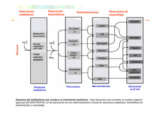 Reacciones              Reacciones                 Polimerizaciones             Reacciones de
          catabólicas             biosintéticas                                           ensamblaje

                                                                                                            Inclusion

                                                                                Lípidos
                                                    Ác. grasos
                                                       ~8
                    Metabolitos                                                  LPS
                    precursores
                                                                                                            Envueltas
                                                    Azúcares
                    Energía                                                 Glucógeno
                                                      ~ 25
Glucosa




                    metabólica:
                    ATP; FPM                                                                                 Flagelos
                                                                              Mureina
                                                     Amino
                    Poder                           ácidos ~                                                   Pili
                    reductor:
                      d t                              20                     Proteína
                    NAD(P)H
                                                                                                            Citoplasma

                                                                                RNA
                                                    Nucleótidos                                               Poli-
                                                        ~8                                                 ribosomas

                                                                                                            Nucleoide
                                                                             DNA



                     Productos                    Precursores           Macromoléculas                    Estructuras
                    catabólicos                                                                            en E.coli



Esquema del metabolismo que conduce al crecimiento bacteriano: Flujo bioquímico que convierte un sustrato orgánico

polimerización yPearson Education, Inc., publishing as Benjamin Cummings
 Copyright © 2006 ensamblaje
                                                                                           7
(glucosa) HETEROTROFOS, en las estructuras de una célula bacteriana a través de reacciones catabólicas, biosintéticas de
 