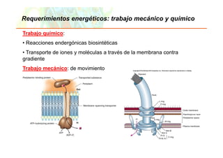 Requerimientos energéticos: trabajo mecánico y químico

Trabajo químico:
• Reacciones endergónicas biosintéticas
• Transporte de iones y moléculas a través de la membrana contra
g
gradiente
Trabajo mecánico: de movimiento




Copyright © 2006 Pearson Education, Inc., publishing as Benjamin Cummings
 