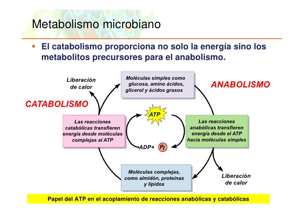 Que es aceleradores de metabolismo ?