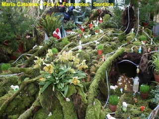 Maria Catarina – Pico A. Fernandes - Santana  