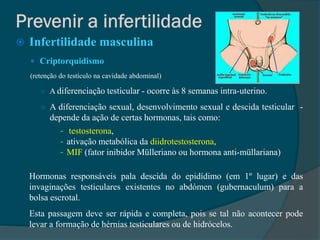    Infertilidade masculina
     Criptorquidismo
    (retenção do testículo na cavidade abdominal)

       ○ A diferenciação testicular       - ocorre às 8 semanas intra-uterino.
       ○ A diferenciação sexual, desenvolvimento sexual e descida testicular -
          depende da ação de certas hormonas, tais como:
            - testosterona,
            - ativação metabólica da diidrotestosterona,
            - MIF (fator inibidor Mülleriano ou hormona anti-müllariana)

    Hormonas responsáveis pala descida do epidídimo (em 1º lugar) e das
    invaginações testiculares existentes no abdómen (gubernaculum) para a
    bolsa escrotal.
    Esta passagem deve ser rápida e completa, pois se tal não acontecer pode
    levar a formação de hérnias testiculares ou de hidrócelos.
 