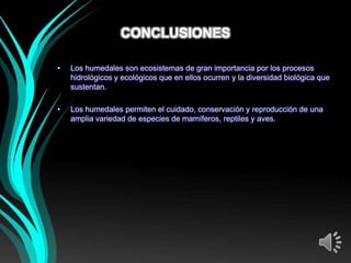 CONCLUSIONES

•   Los humedales son ecosistemas de gran importancia por los procesos
    hidrológicos y ecológicos que en ellos ocurren y la diversidad biológica que
    sustentan.

•   Los humedales permiten el cuidado, conservación y reproducción de una
    amplia variedad de especies de mamíferos, reptiles y aves.
 