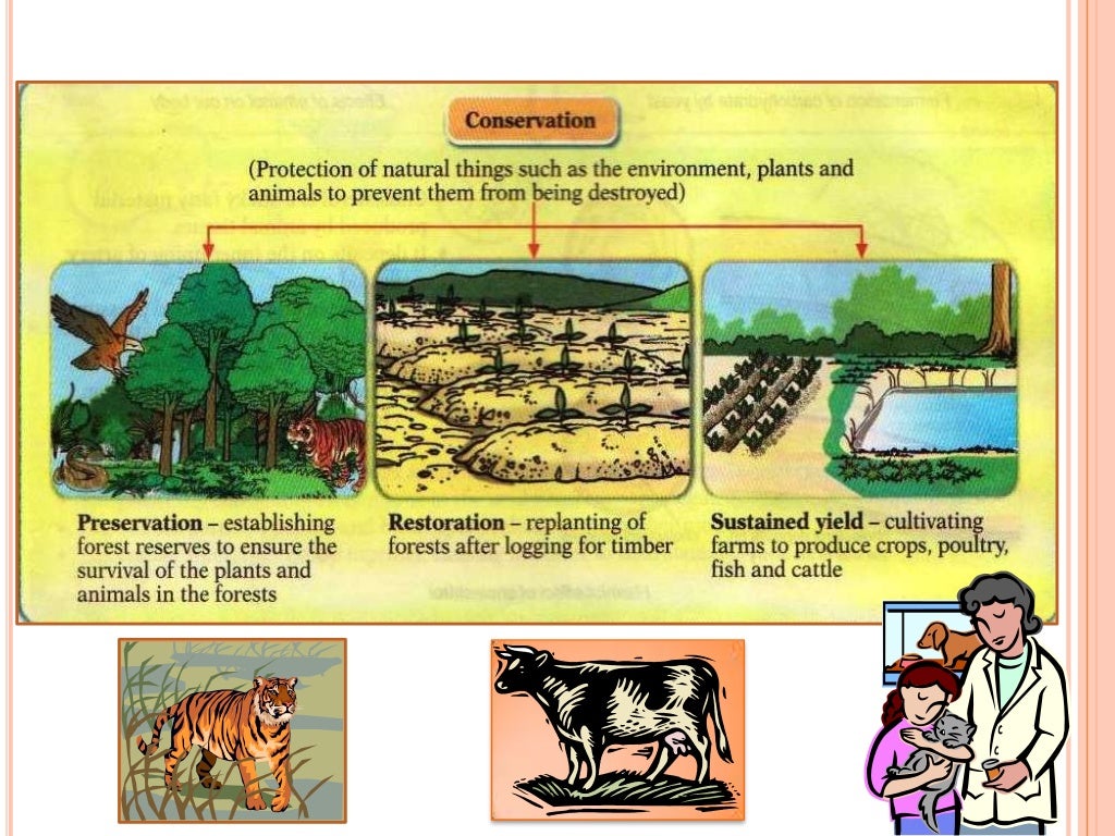 Preservation Conservation Of The Environment Preservation Conservation Of The Environment