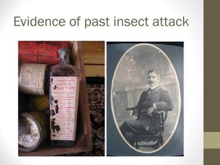 Evidence of past insect attack
 