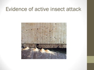 Evidence of active insect attack
 