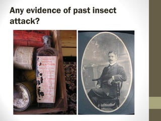 Any evidence of past insect
attack?
 