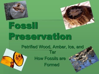 Fossil
Preservation
Petrified Wood, Amber, Ice, and
Tar
How Fossils are
Formed
 