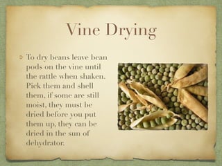 Vine Drying
To dry beans leave bean
pods on the vine until
the rattle when shaken.
Pick them and shell
them, if some are s...