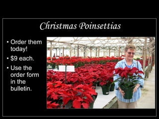 Christmas Poinsettias Order them today! $9 each. Use the order form in the bulletin. 