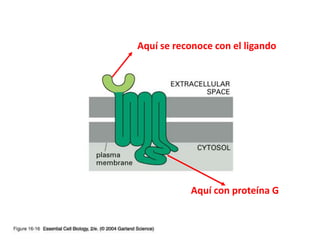 Aquí se reconoce con el ligando




           Aquí con proteína G
 