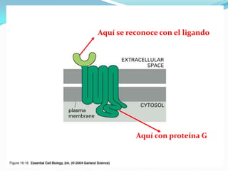 Aquí se reconoce con el ligando




          Aquí con proteína G
 