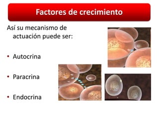 Factores de crecimiento
Así su mecanismo de
  actuación puede ser:

• Autocrina

• Paracrina

• Endocrina
 