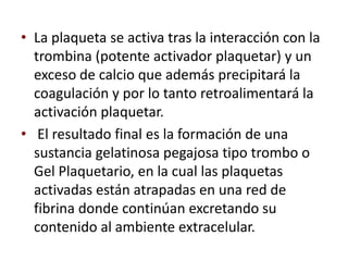 • La plaqueta se activa tras la interacción con la
  trombina (potente activador plaquetar) y un
  exceso de calcio que además precipitará la
  coagulación y por lo tanto retroalimentará la
  activación plaquetar.
• El resultado final es la formación de una
  sustancia gelatinosa pegajosa tipo trombo o
  Gel Plaquetario, en la cual las plaquetas
  activadas están atrapadas en una red de
  fibrina donde continúan excretando su
  contenido al ambiente extracelular.
 