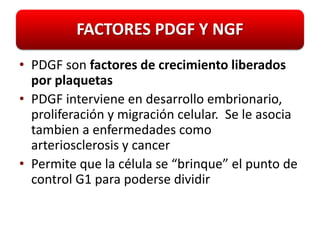 FACTORES PDGF Y NGF
• PDGF son factores de crecimiento liberados
  por plaquetas
• PDGF interviene en desarrollo embrionario,
  proliferación y migración celular. Se le asocia
  tambien a enfermedades como
  arteriosclerosis y cancer
• Permite que la célula se “brinque” el punto de
  control G1 para poderse dividir
 