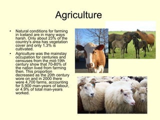 Agriculture  Natural conditions for farming in Iceland are in many ways harsh. Only about 23% of the country's area has vegetation cover and only 1.3% is cultivated.  Agriculture was the mainstay occupation for centuries and censuses from the mid-19th century show that 70-80% of the nation lived from farming then. This proportion decreased as the 20th century wore on and in 2000 there were 4,700 farms, accounting for 5,900 man-years of labour, or 4.9% of total man-years worked. 