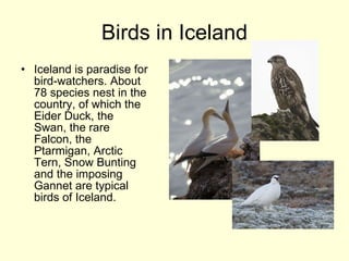 Birds in Iceland Iceland is paradise for bird-watchers. About 78 species nest in the country, of which the Eider Duck, the Swan, the rare Falcon, the Ptarmigan, Arctic Tern, Snow Bunting and the imposing Gannet are typical birds of Iceland.  