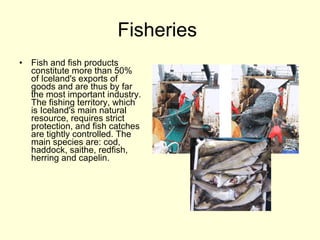 Fisheries  Fish and fish products constitute more than 50% of Iceland's exports of goods and are thus by far the most important industry. The fishing territory, which is Iceland's main natural resource, requires strict protection, and fish catches are tightly controlled. The main species are: cod, haddock, saithe, redfish, herring and capelin.  