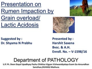 Presentation on
Rumen Impaction by
Grain overload/
Lactic Acidosis
Department of PATHOLOGY
U.P. Pt. Deen Dayal Upadhyay Pashu Chikitsa Vigyan Vishwavidyalaya Evam Go-Ansundhan
Sansthan,DUVASU Mathura
Suggested by :
Dr. Shyama N Prabhu
Presented by :
Harshit Saxena
Bvsc. & A.H.
Enroll. No. – V-1598/16
 