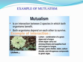 EXAMPLE OF MUTUATISM:
 